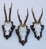 3 x REE GEWEI op houten schild - met kaakdeeltjes