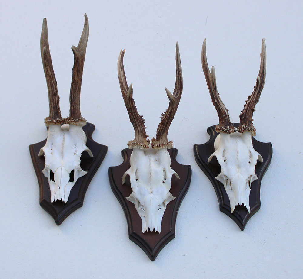 3 x REE GEWEI op houten schild - met kaakdeeltjes