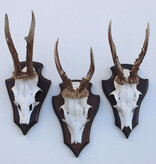 3 x REE GEWEI op houten schild - met kaakdeeltjes