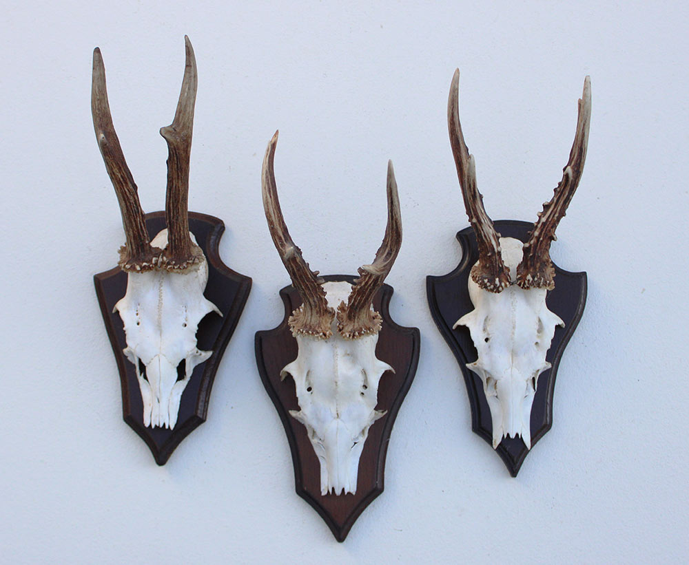 3 x REE GEWEI op houten schild - met kaakdeeltjes