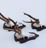 3 x REE GEWEI op houten schild - met kaakdeeltjes