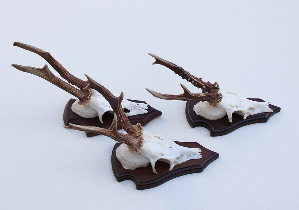 3 x REE GEWEI op houten schild - met kaakdeeltjes