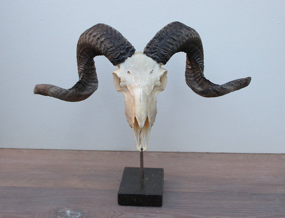 RAM SCHEDEL op hardstenen sokkel