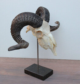 RAM SCHEDEL op hardstenen sokkel - ref. K