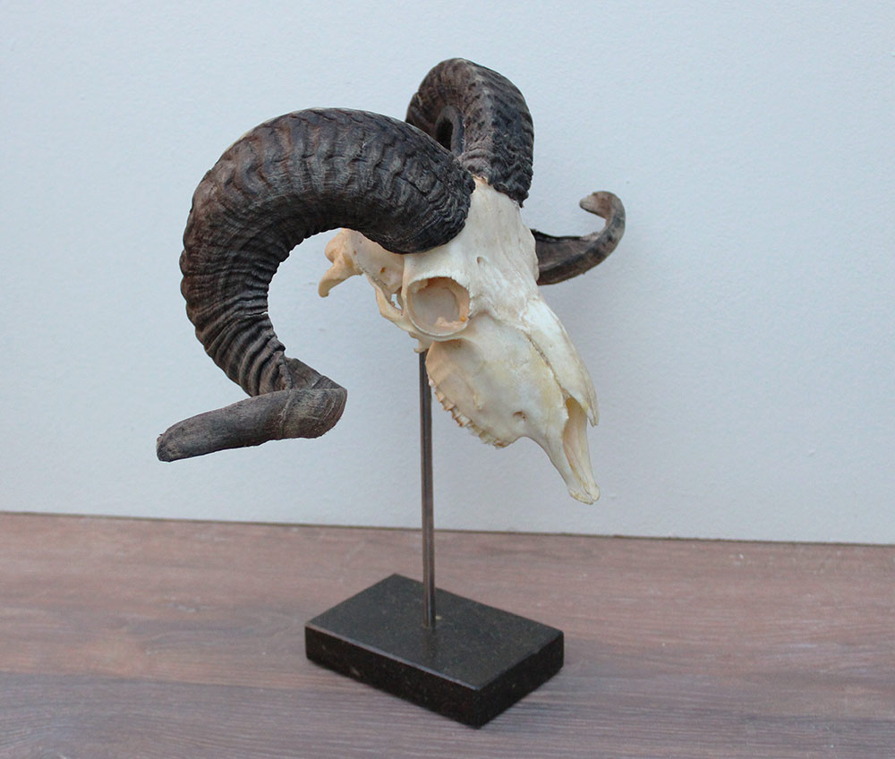 RAM SCHEDEL op hardstenen sokkel