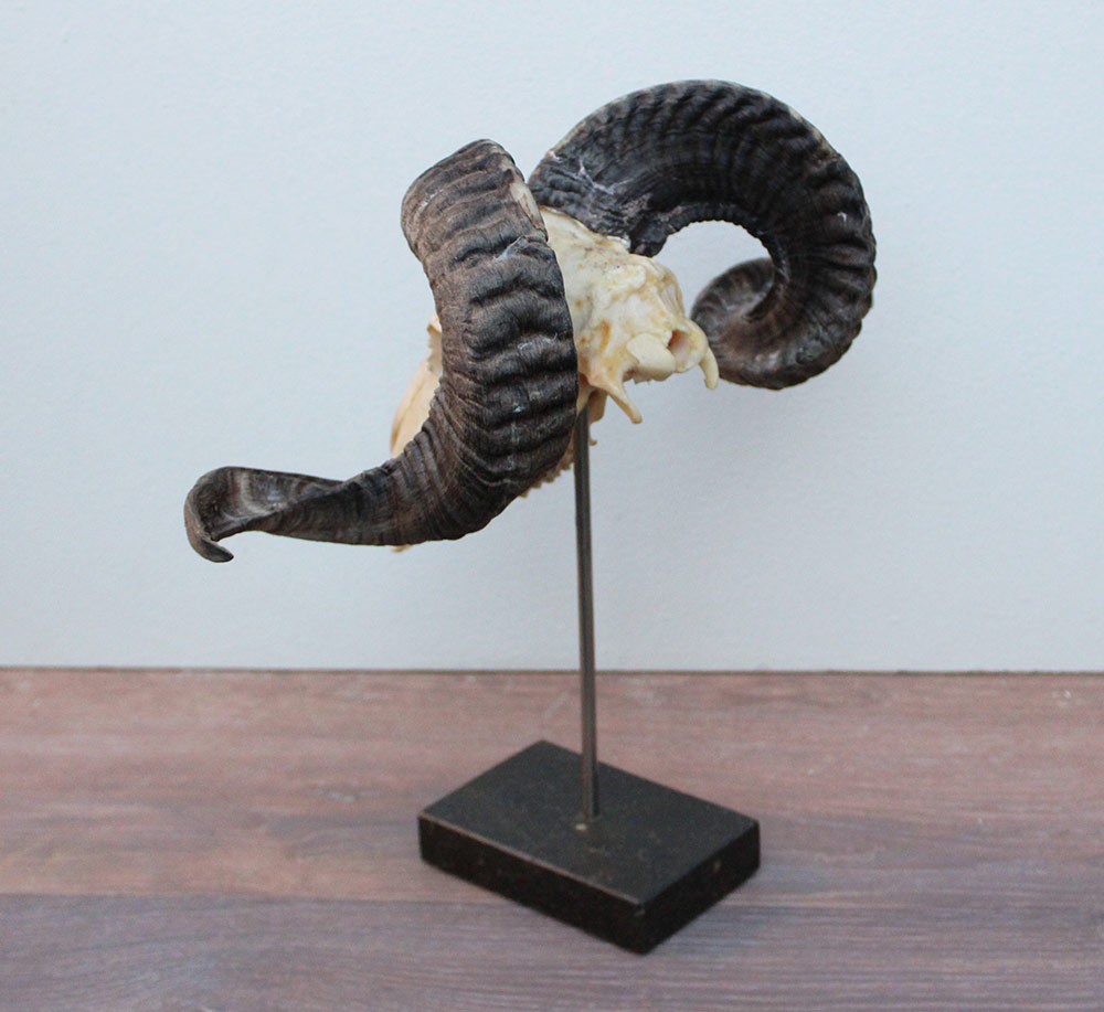 RAM SCHEDEL op hardstenen sokkel