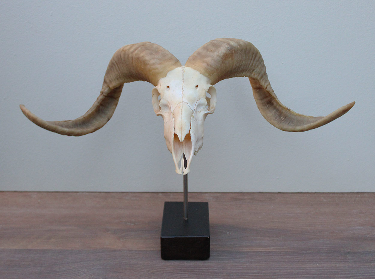 RAM SCHEDEL op houten sokkel