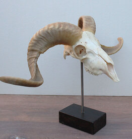 RAM SCHEDEL op houten sokkel - ref. B