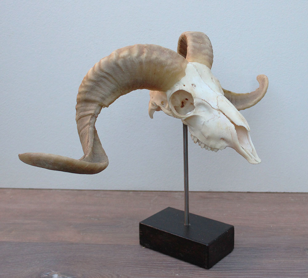 RAM SCHEDEL op houten sokkel