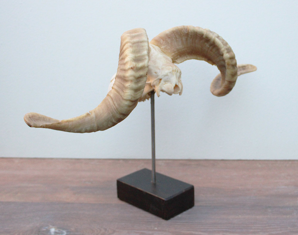 RAM SCHEDEL op houten sokkel