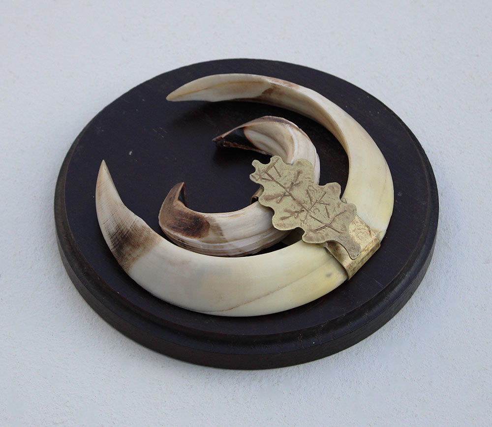 Schild tanden EVERZWIJN / WILD ZWIJN