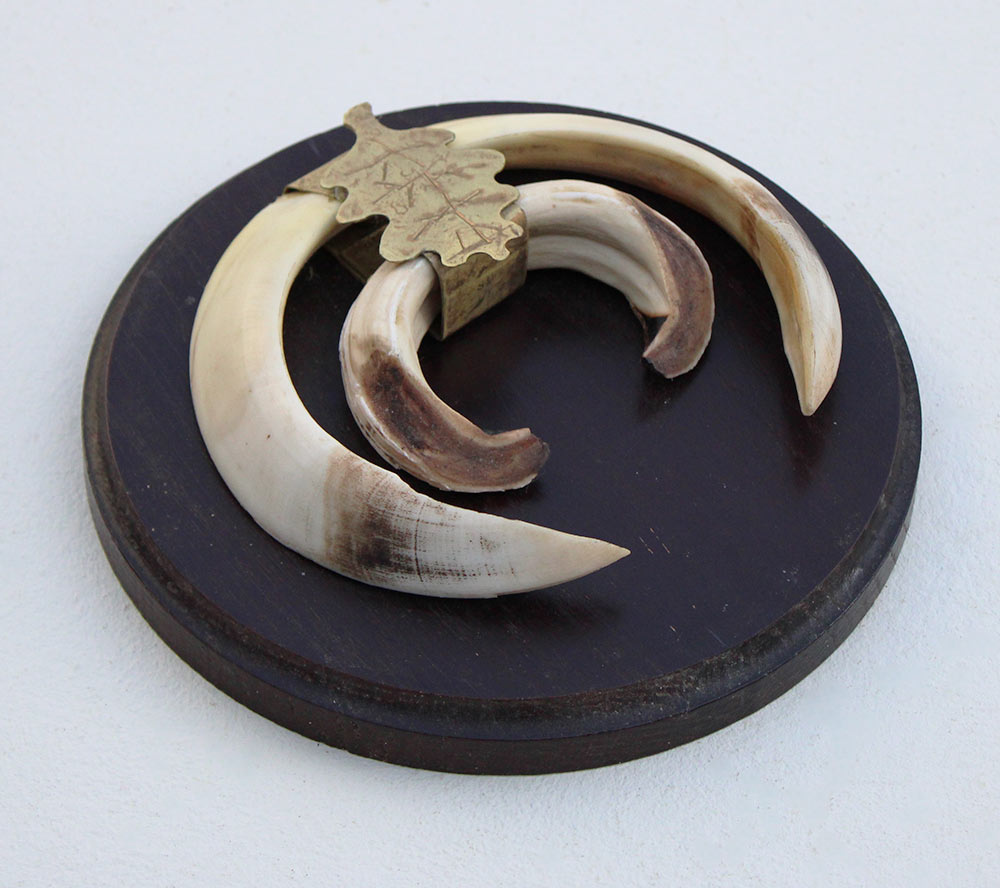 Schild tanden EVERZWIJN / WILD ZWIJN