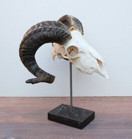 RAM SCHEDEL op hardstenen sokkel - ref. J