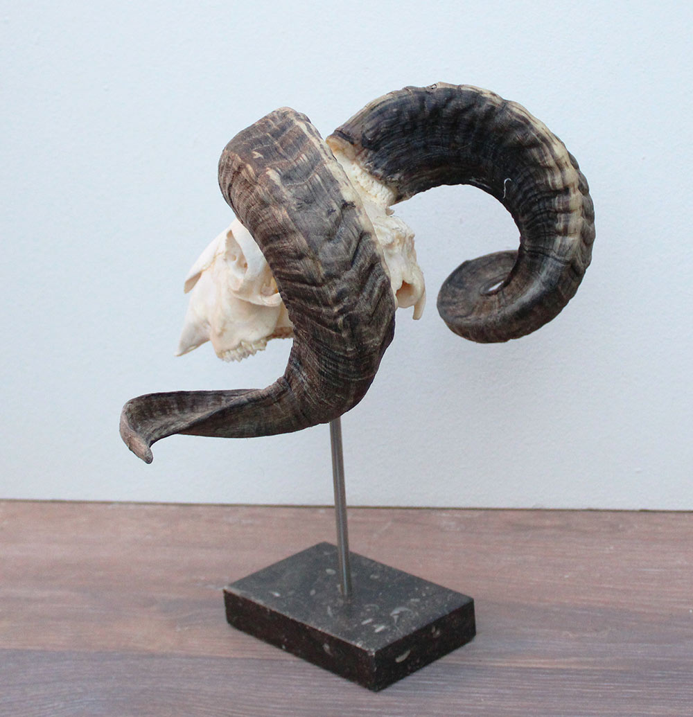 RAM SCHEDEL op hardstenen sokkel