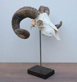 RAM SCHEDEL op hardstenen sokkel - ref. A