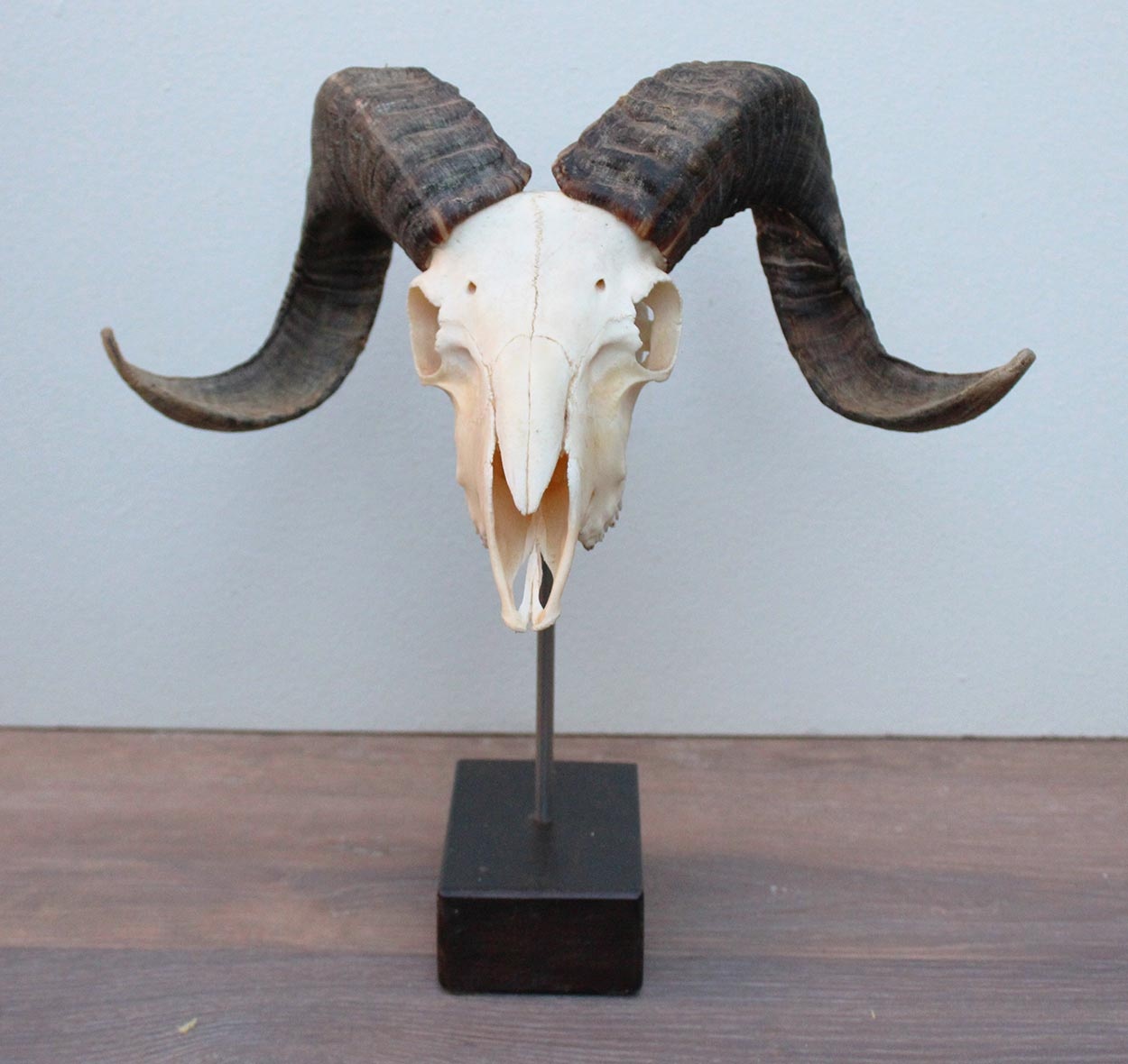 RAM SCHEDEL op houten sokkel