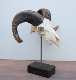 RAM SCHEDEL op houten sokkel - ref. C