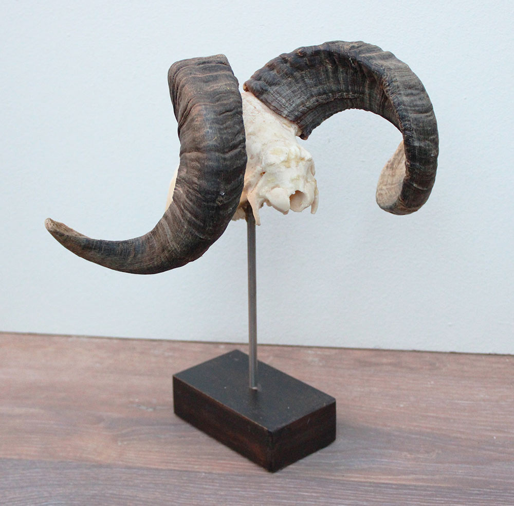 RAM SCHEDEL op houten sokkel