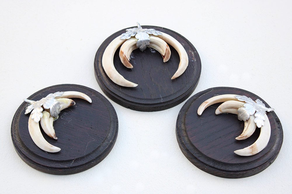 3 x schild tanden EVERZWIJN / WILD ZWIJN