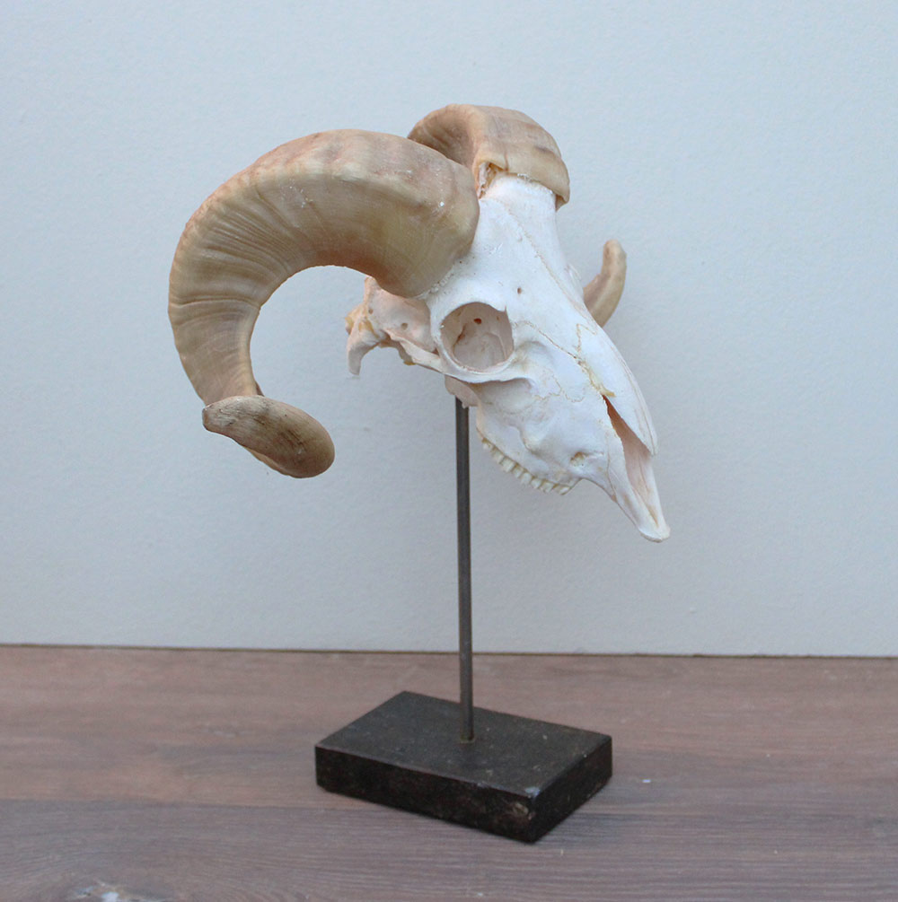 RAM SCHEDEL op hardstenen sokkel