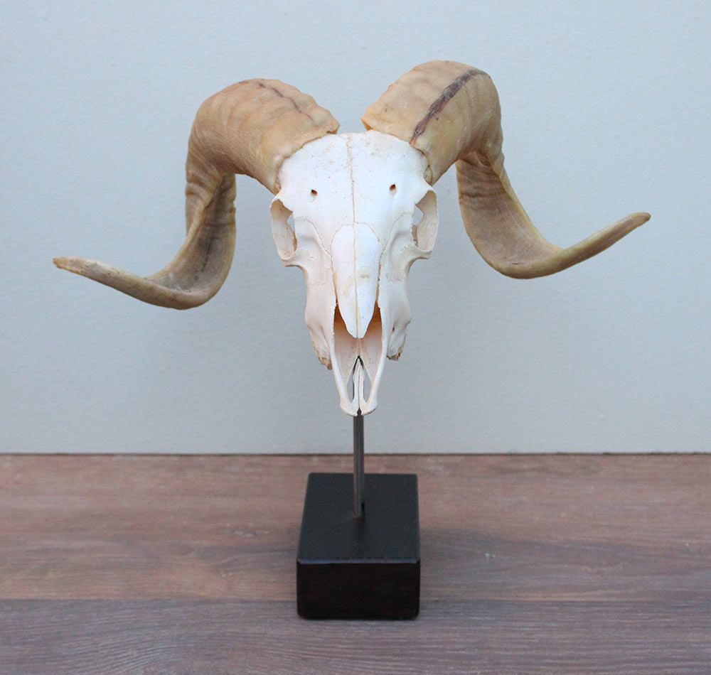RAM SCHEDEL op houten sokkel