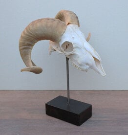 RAM SCHEDEL op houten sokkel - ref. E