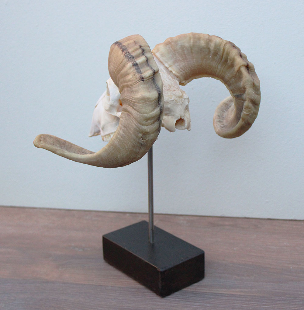 RAM SCHEDEL op houten sokkel