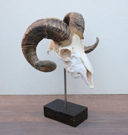 RAM SCHEDEL op houten sokkel - ref. F