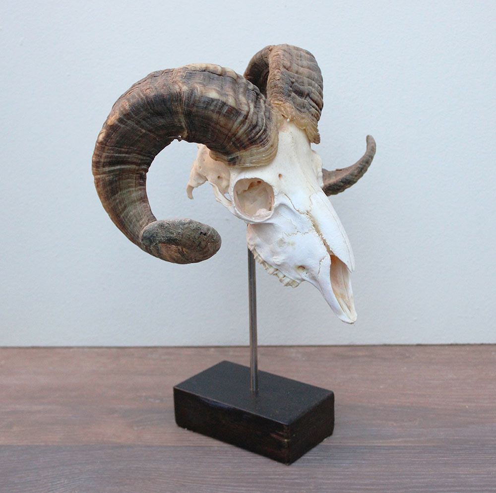RAM SCHEDEL op houten sokkel