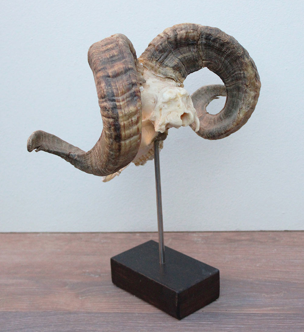 RAM SCHEDEL op houten sokkel