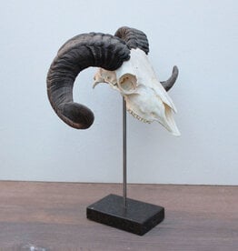 RAM SCHEDEL op hardstenen sokkel - ref. G