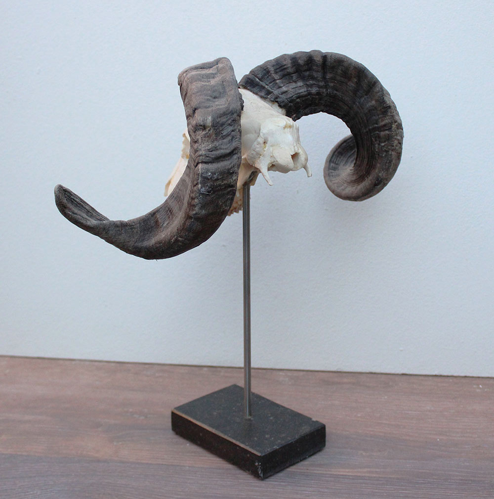 RAM SCHEDEL op hardstenen sokkel