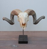 RAM SCHEDEL op hardstenen sokkel