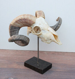 RAM SCHEDEL op hardstenen sokkel - ref. H