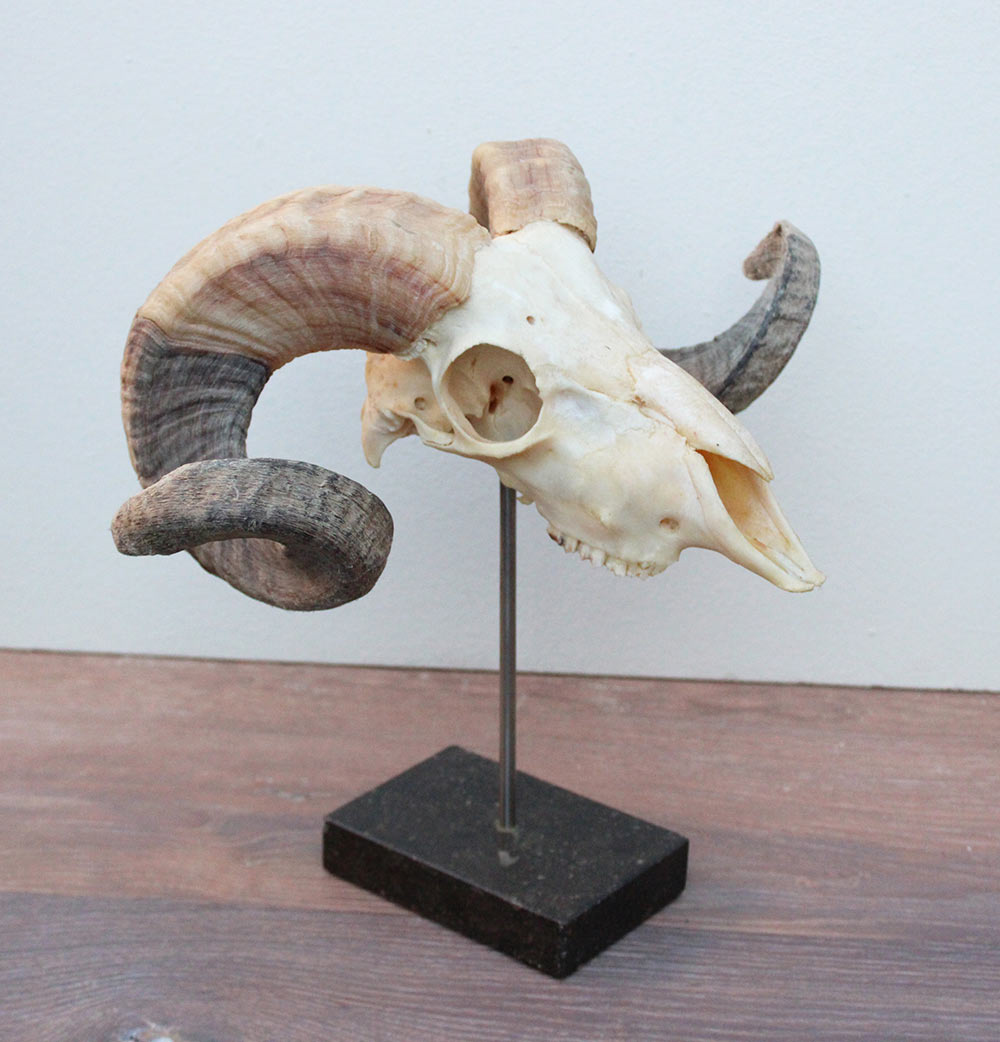 RAM SCHEDEL op hardstenen sokkel