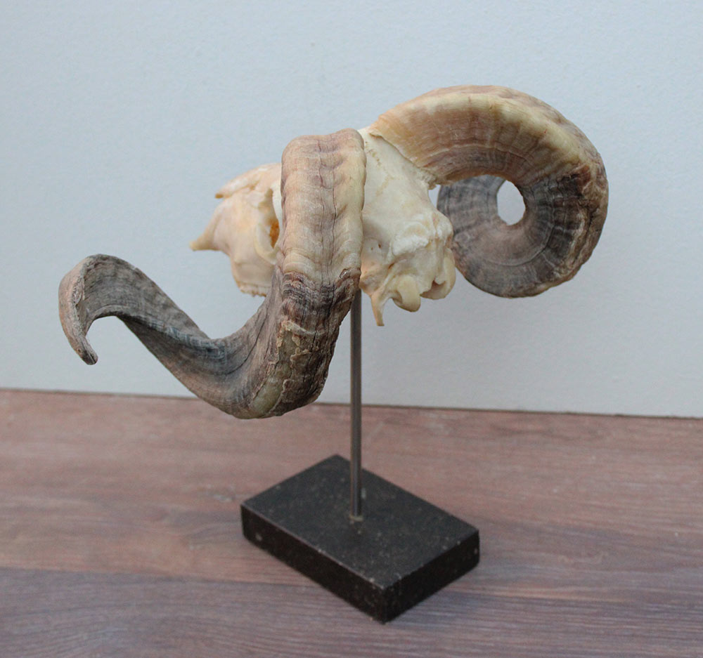 RAM SCHEDEL op hardstenen sokkel