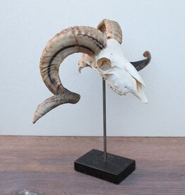 RAM SCHEDEL op hardstenen sokkel - ref. i