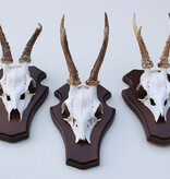 3 x REE GEWEI op houten schild  - met kaakdeeltjes