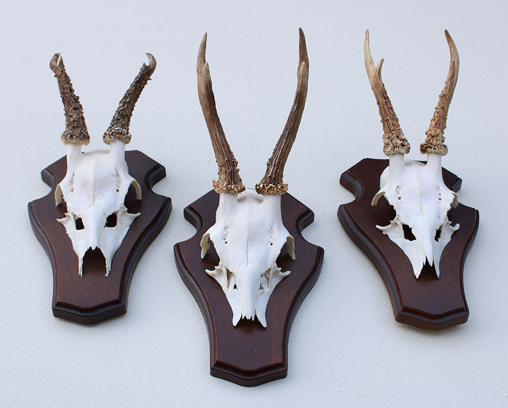 3 x REE GEWEI op houten schild  - met kaakdeeltjes