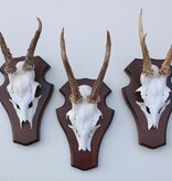 3 x REE GEWEI op houten schild  - met kaakdeeltjes