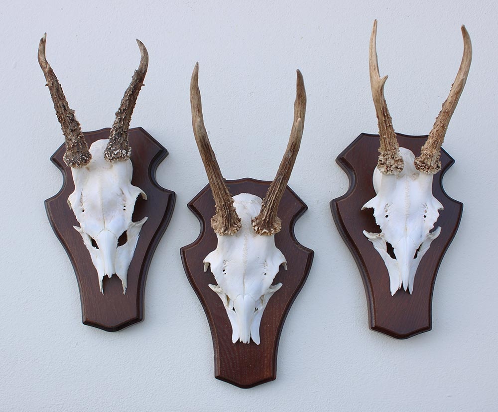 3 x REE GEWEI op houten schild  - met kaakdeeltjes