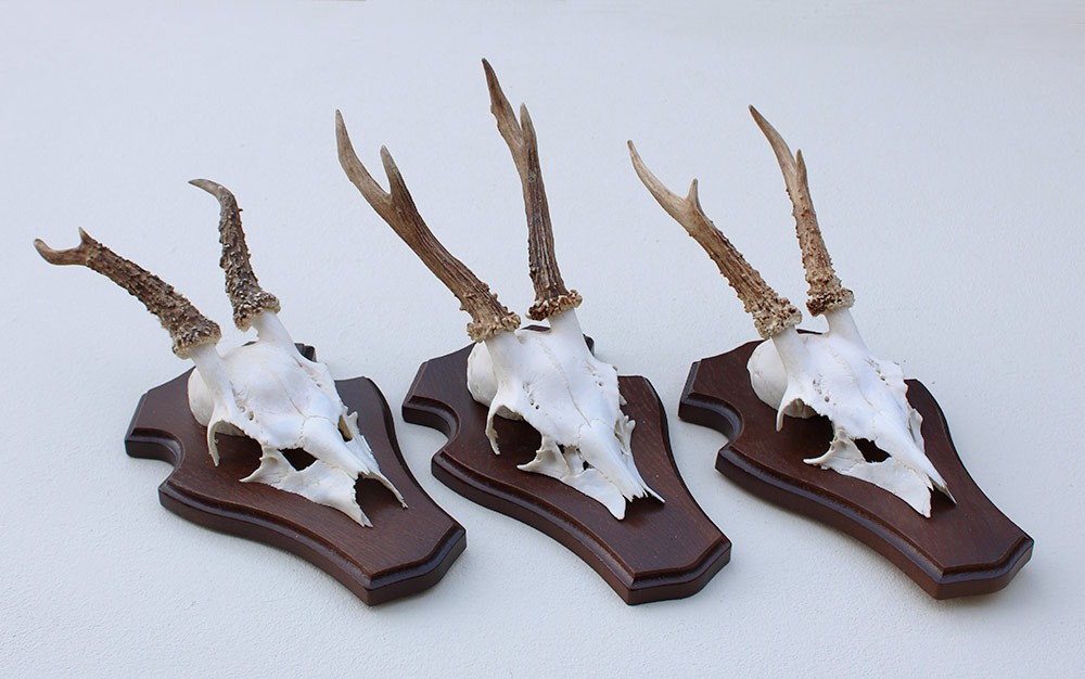 3 x Engels REE GEWEI op houten schild  - met kaakdeeltjes