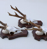 3 x Engels REE GEWEI op houten schild  - met kaakdeeltjes