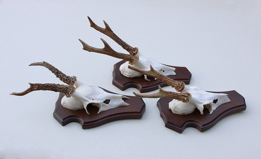 3 x Engels REE GEWEI op houten schild  - met kaakdeeltjes