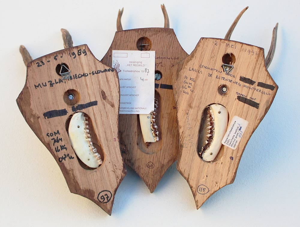 3 x REE GEWEI op houten schild  - met kaakdeeltjes