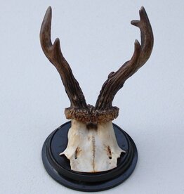 Antiek REE GEWEI - rond 1920