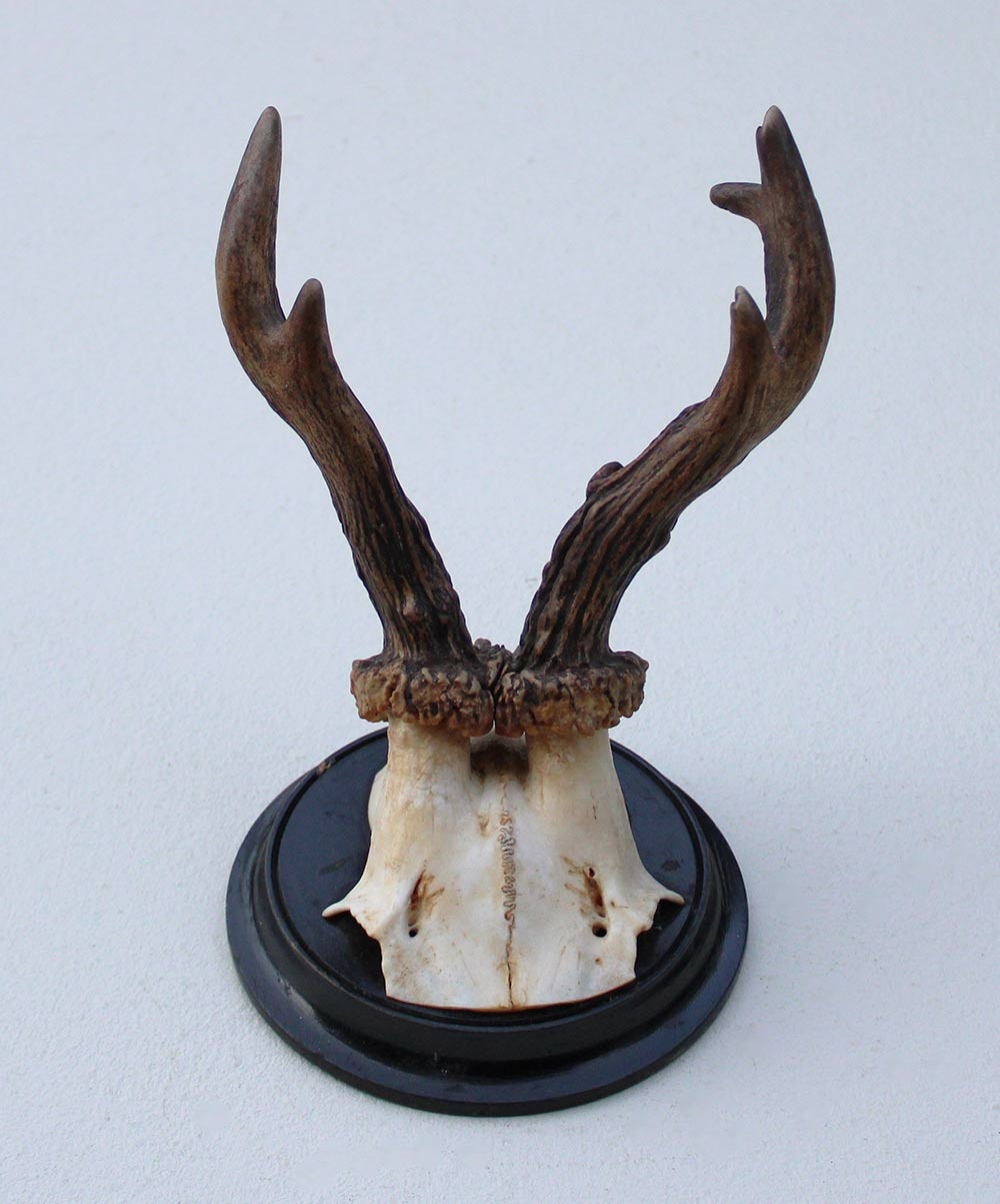 Antiek  REE GEWEI op zwart rond houten schild  - rond 1920