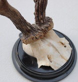 Antiek  REE GEWEI op zwart rond houten schild  - rond 1920