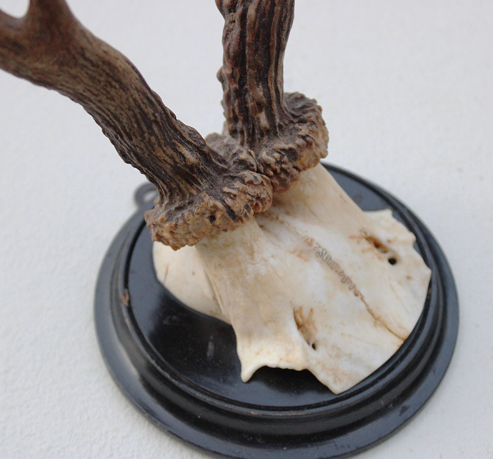 Antiek  REE GEWEI op zwart rond houten schild  - rond 1920