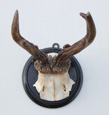 Antiek  REE GEWEI op zwart rond houten schild  - rond 1920